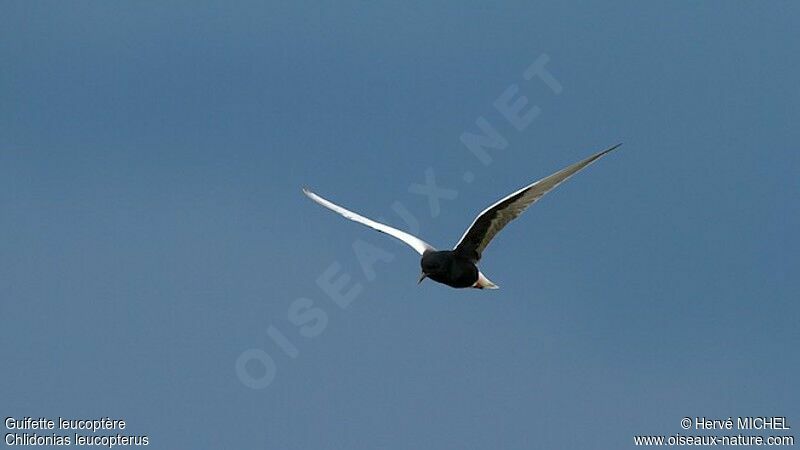 White-winged Ternadult breeding