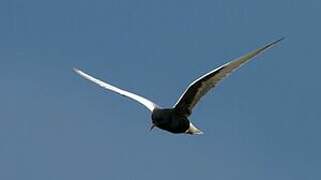 White-winged Tern