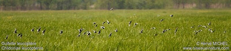 White-winged Tern