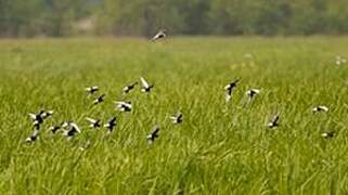 White-winged Tern