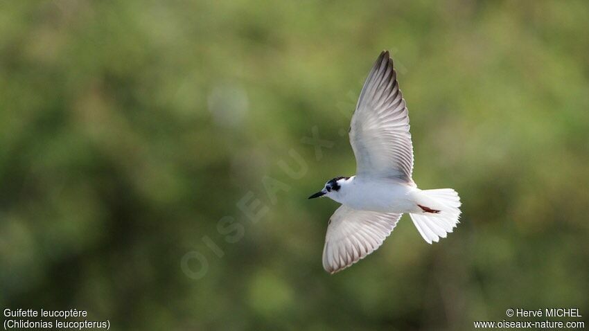 Guifette leucoptère