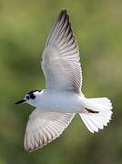 White-winged Tern