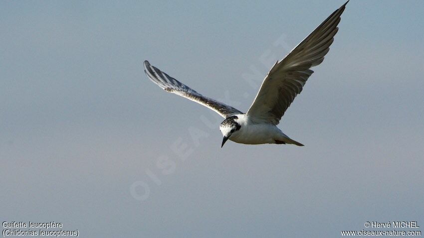 Guifette leucoptère