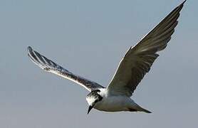 White-winged Tern