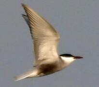 Whiskered Tern