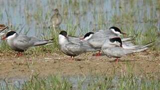 Whiskered Tern