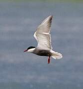 Whiskered Tern