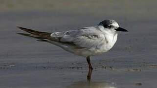 Whiskered Tern