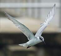 Whiskered Tern