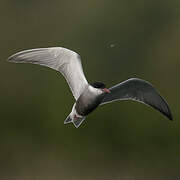 Whiskered Tern