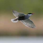 Whiskered Tern