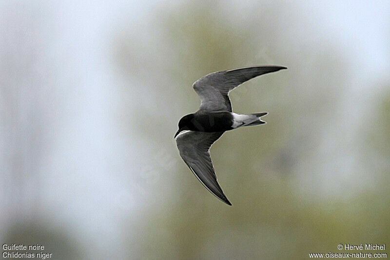 Guifette noireadulte nuptial