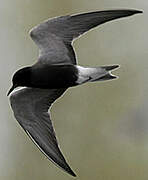 Black Tern