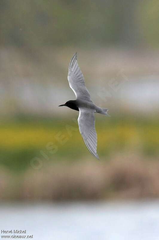 Black Ternadult breeding, pigmentation, Flight