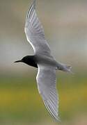 Black Tern