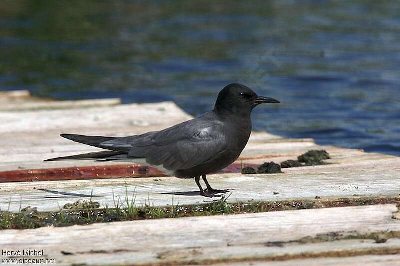 Guifette noireadulte nuptial, identification