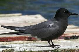 Black Tern