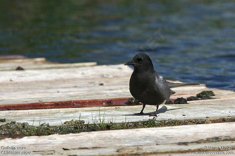 Black Ternadult breeding