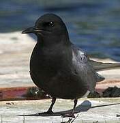 Black Tern