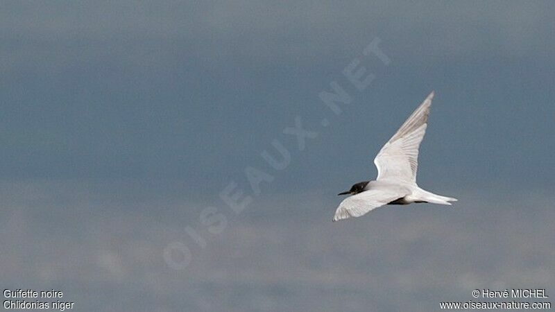 Guifette noireadulte nuptial