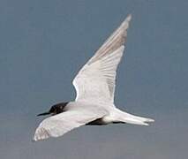 Black Tern