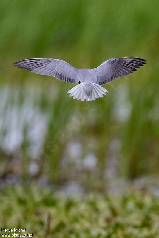 Black Ternsubadult, Flight