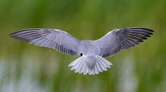 Black Tern