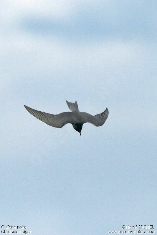 Guifette noireadulte nuptial