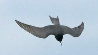 Black Tern