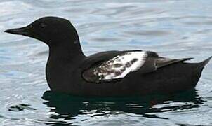 Black Guillemot