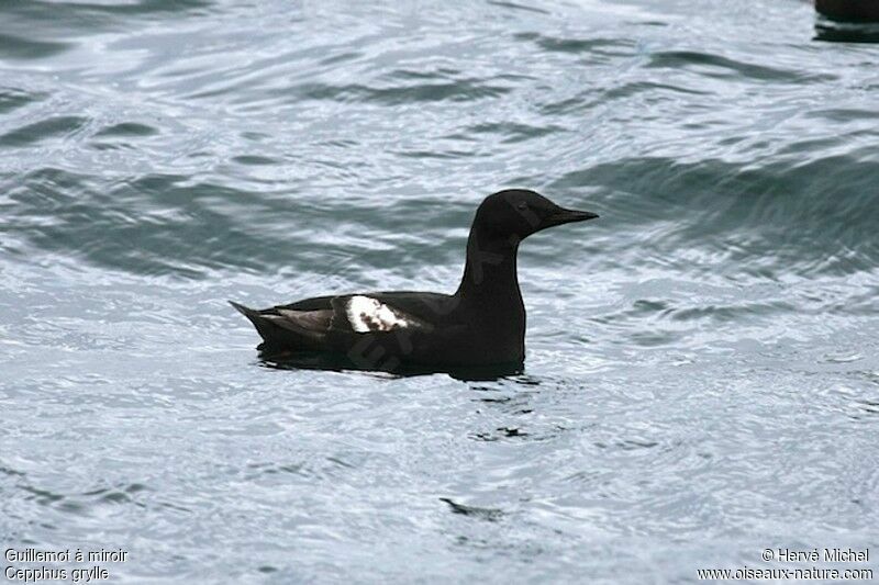 Guillemot à miroiradulte nuptial