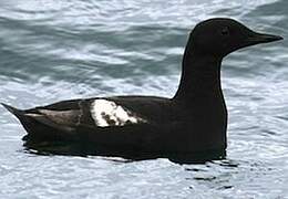 Black Guillemot