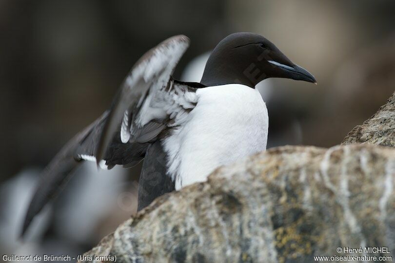 Guillemot de Brünnichadulte