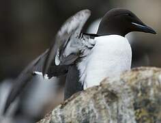 Thick-billed Murre