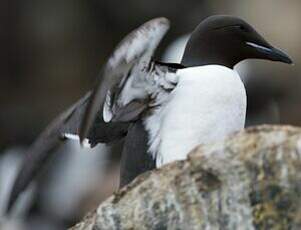 Guillemot de Brünnich