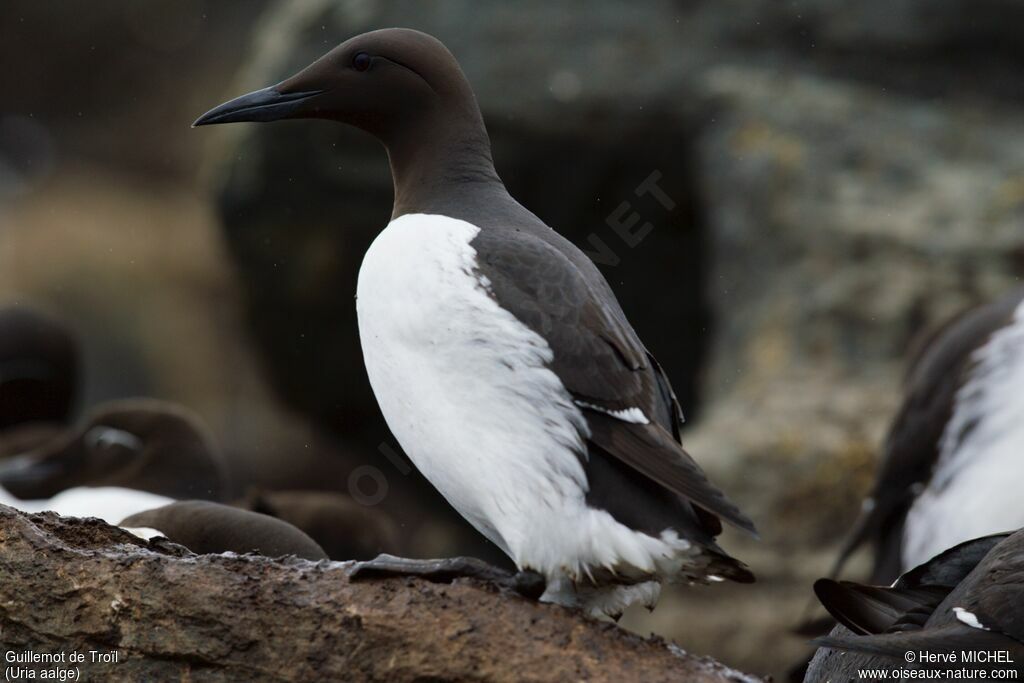 Guillemot de Troïladulte nuptial