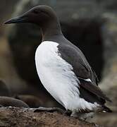 Common Murre