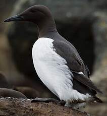 Guillemot de Troïl