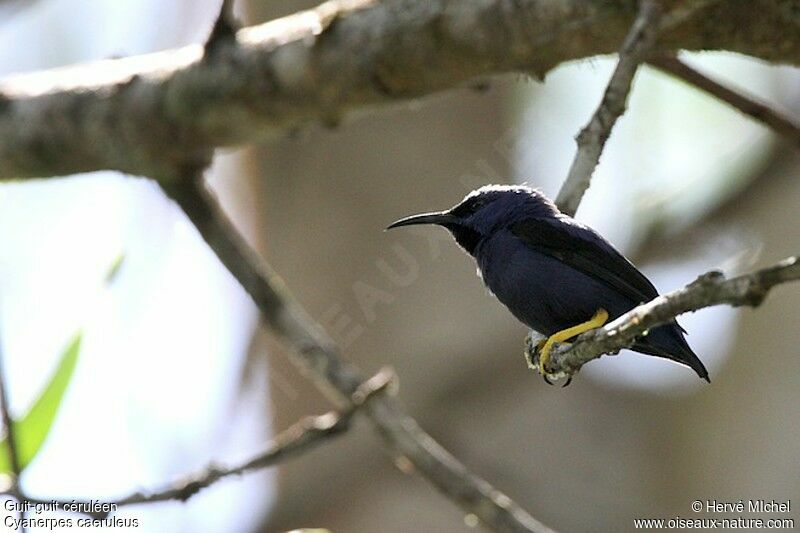 Purple Honeycreeper male adult, identification