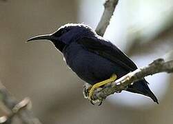 Purple Honeycreeper