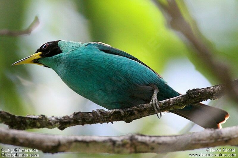 Green Honeycreeper male adult, identification