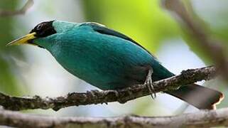 Green Honeycreeper