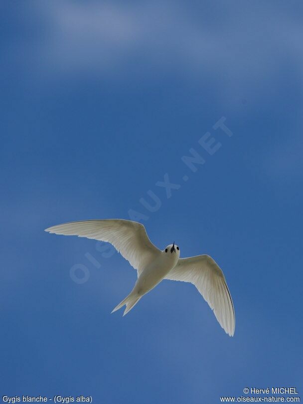 White Tern