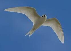 White Tern