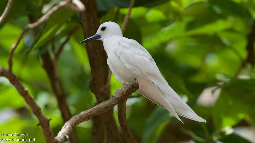 White Ternadult, identification