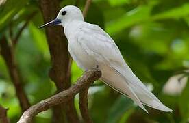 White Tern