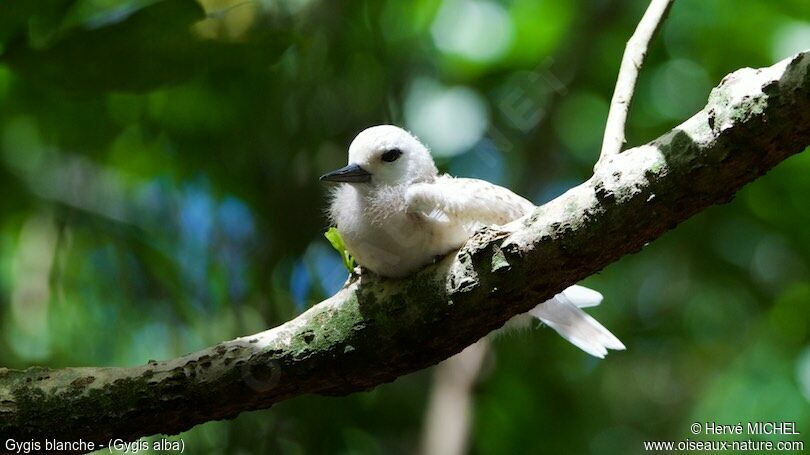 White Ternjuvenile