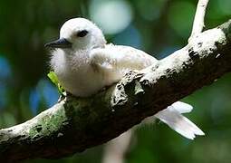 White Tern