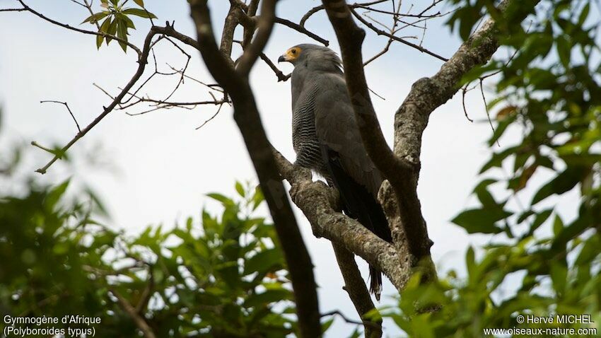 African Harrier-Hawkadult