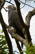 African Harrier-Hawk